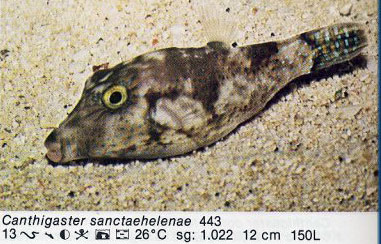 Canthigaster sanctaehelenae